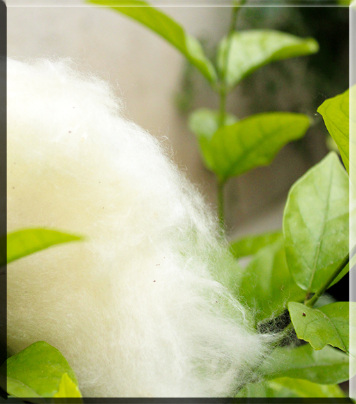 ilavampanju-silk-cotton